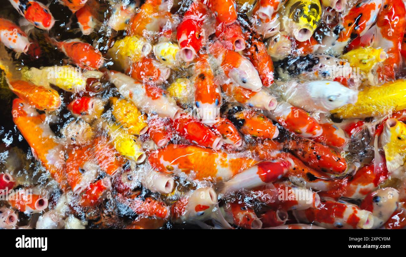 Blick von oben viele bunte Koi-Fische oder japanische Koi-Karpfen schwimmen frei im gesunden Teich. Viele Fische öffnen den Mund, um Futter zu geben. Stockfoto