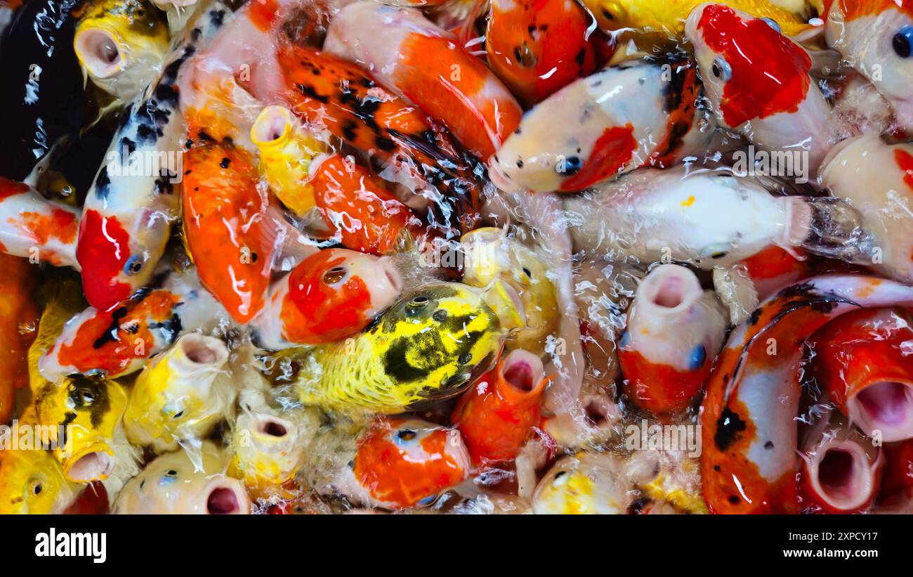 Blick von oben auf farbenfrohe Koi-Fische oder japanische Koi-Karpfen, die im gesunden See schwimmen. Koi, der Mund offen findet, um zu essen. Stockfoto
