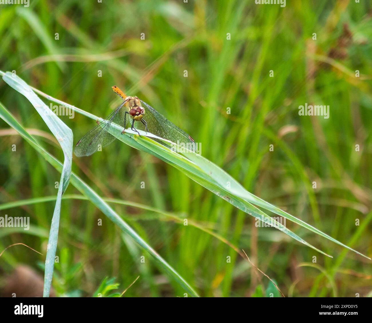 Libelle gemein, schuppig auf einem Baumzweig Stockfoto