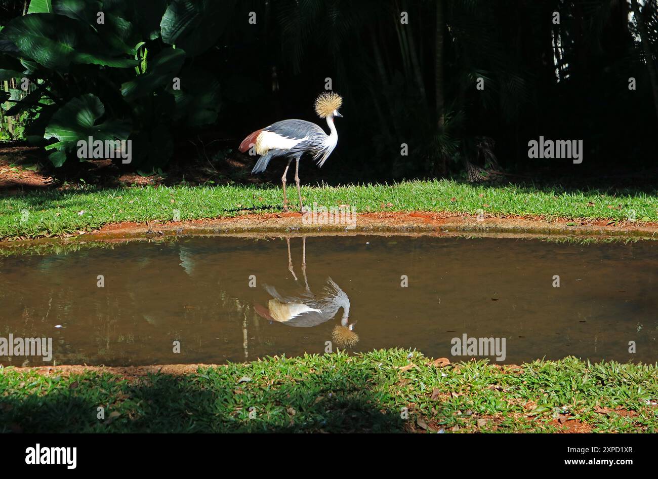 Fantastischer Graukräne-Vogel, Spaziergang entlang des Teichs, Foz do Iguacu, Brasilien, Südamerika Stockfoto