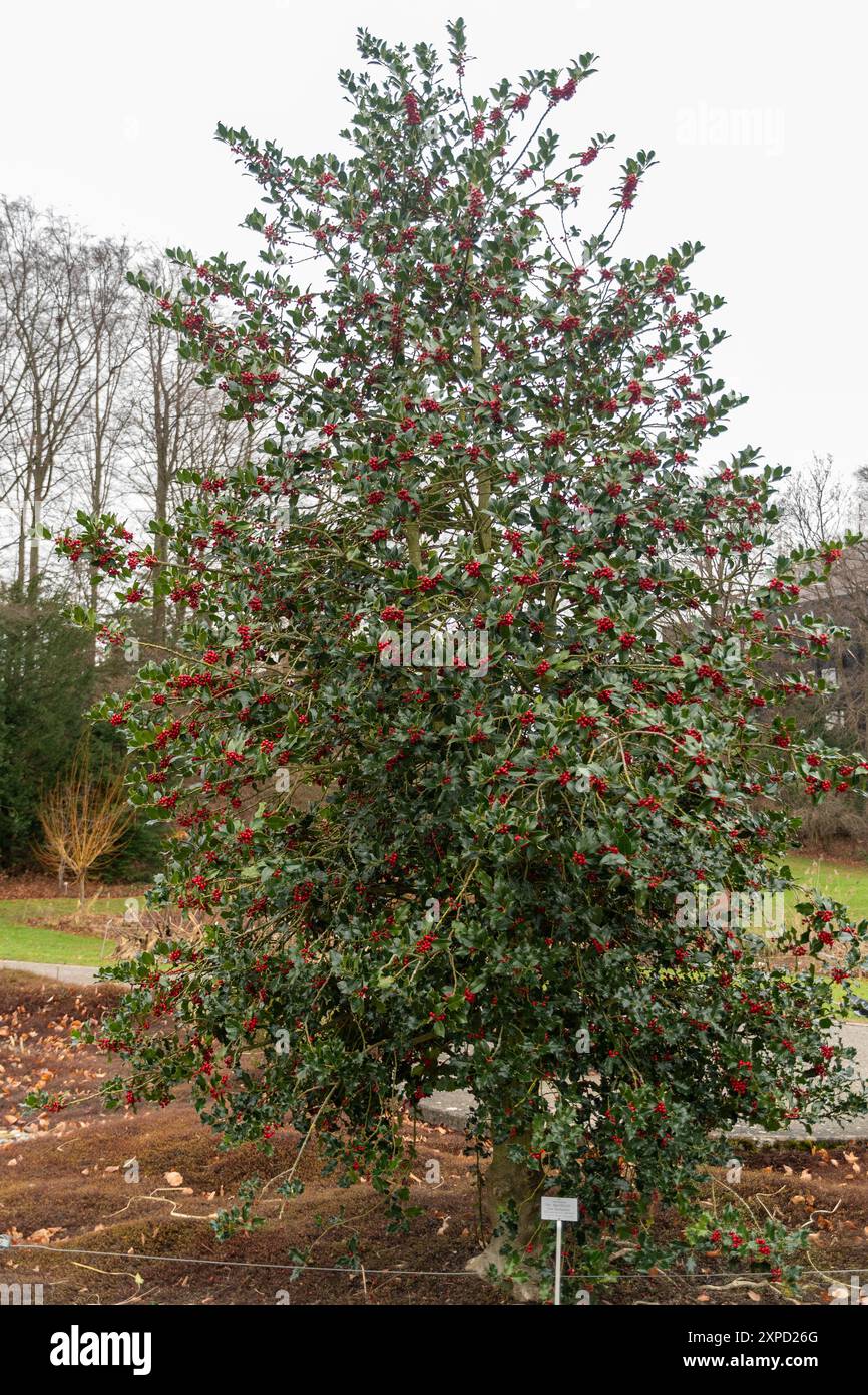 Zürich, Schweiz, 5. Januar 2024 Ilex aquifolium oder stechpalmenpflanze im Botanischen Garten Stockfoto