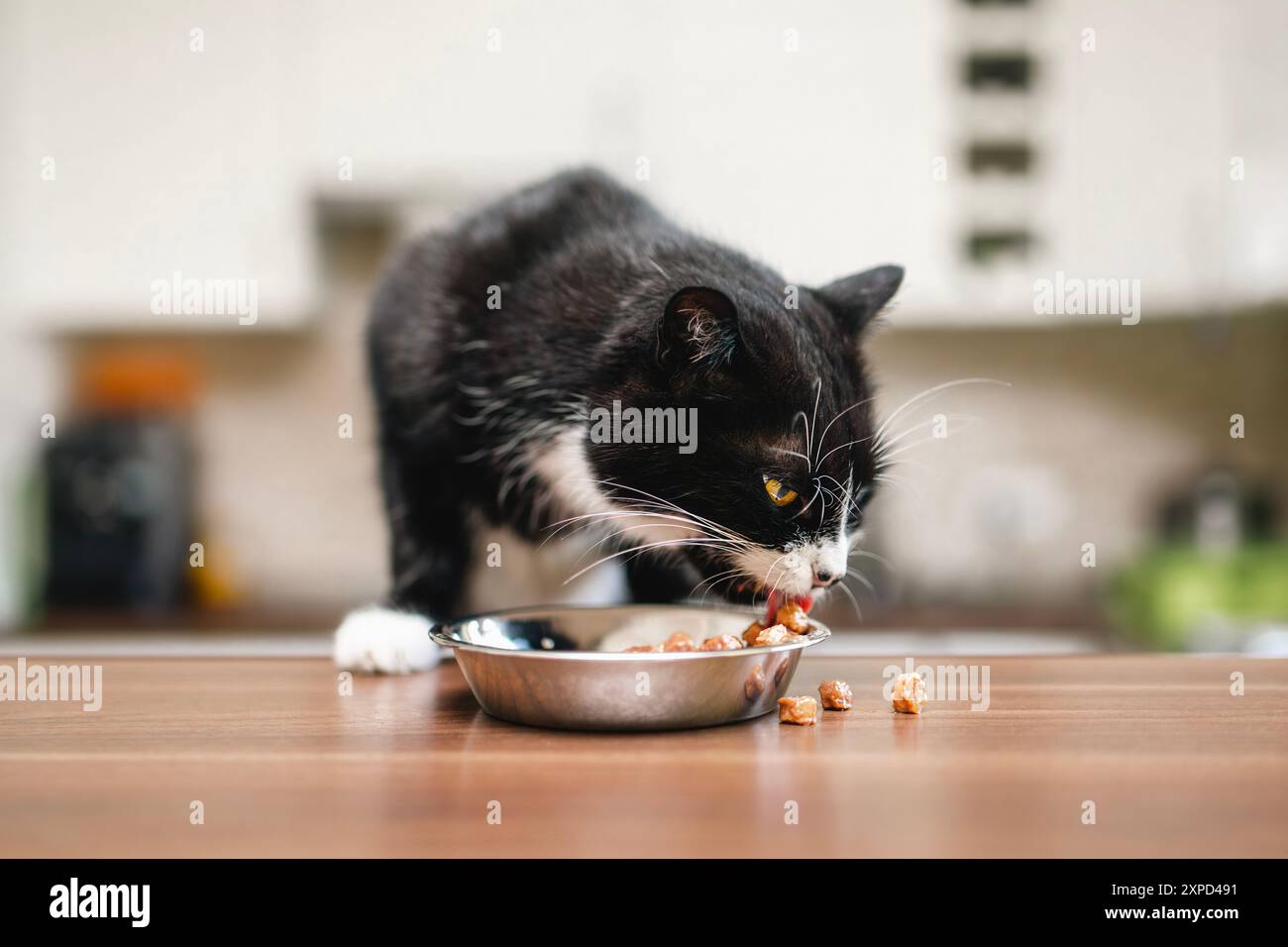 Hausleben mit Haustier. Die süße Katze isst zu Hause aus einer Metallschale. Stockfoto