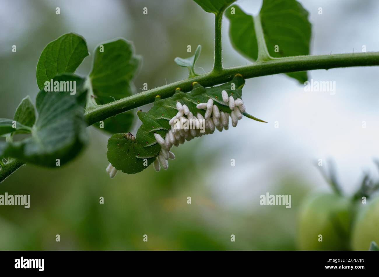 Hornwurmlarve bedeckt mit Parasitenkokons Stockfoto