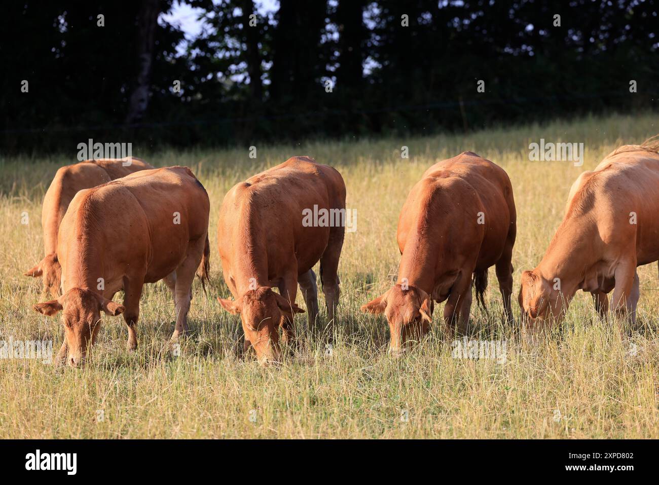 Limousin Kühe auf dem Limousin Land. Rinderhaltung und Rotfleischkonsum. Limousin, Frankreich, Europa. Foto: Hugo Martin/Alamy. Stockfoto