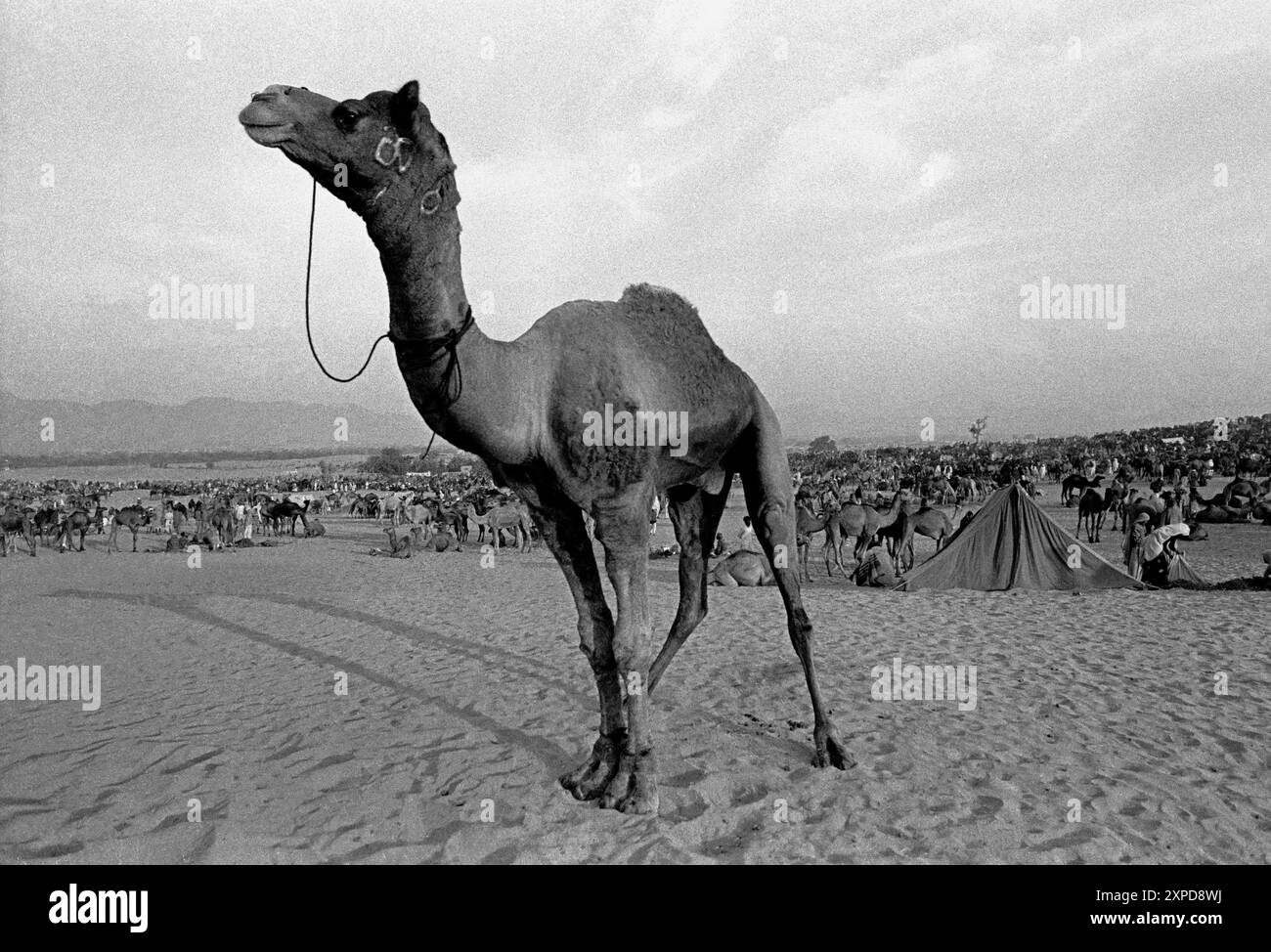 Kamele werden jedes Jahr auf der Pushkar Kamelmesse während des Vollmonds im November 1989 in Pushkar, Indien, gekauft und verkauft Stockfoto