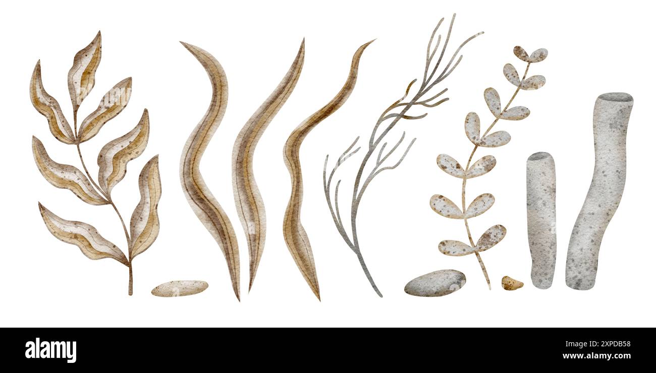Unterwasser-Set von Korallen, Algen, Seezweigen. Aquarellillustration, handgezeichnet nautische Stil, isoliert für Karten, Poster, Verpackungen, Etiketten Stockfoto