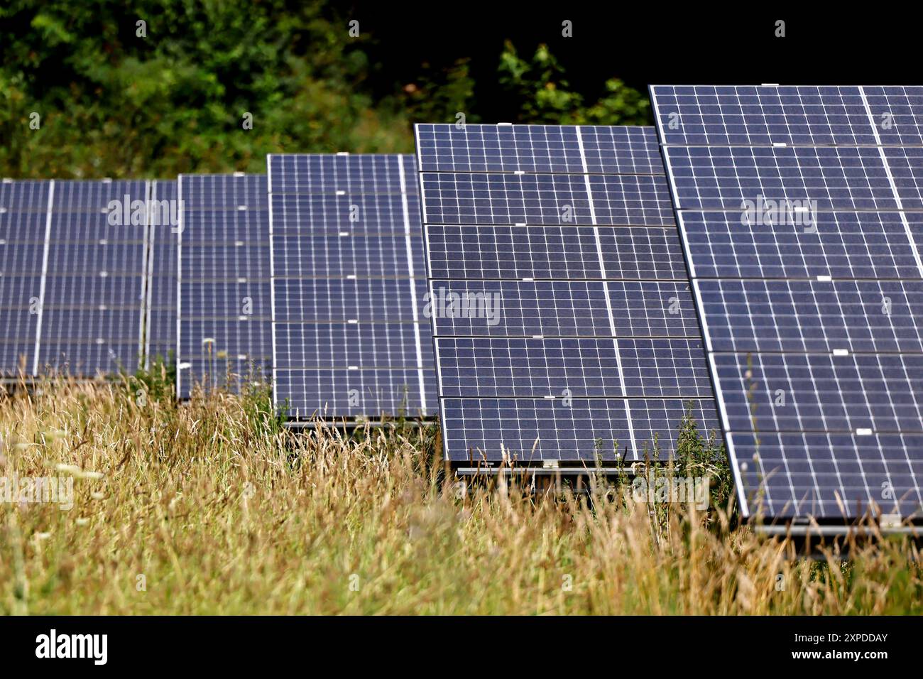 Solarzellen auf einem Feld bei Frechen. Wer sich eine Photovoltaikanlage zulegt und damit produzierte Strom ins Netz einspeist, bekommt seit August dafür etwas weniger Geld als vorher. Themenbild, Symbolbild Frechen, 05.08.2024 NRW Deutschland *** Solarzellen auf einem Feld bei Frechen Wer seit August eine Photovoltaikanlage installiert und den erzeugten Strom ins Netz einspeist, hat etwas weniger Geld erhalten als zuvor Themenbild, Symbolbild Frechen, 05 08 2024 NRW Deutschland Copyright: XChristophxHardtx Stockfoto