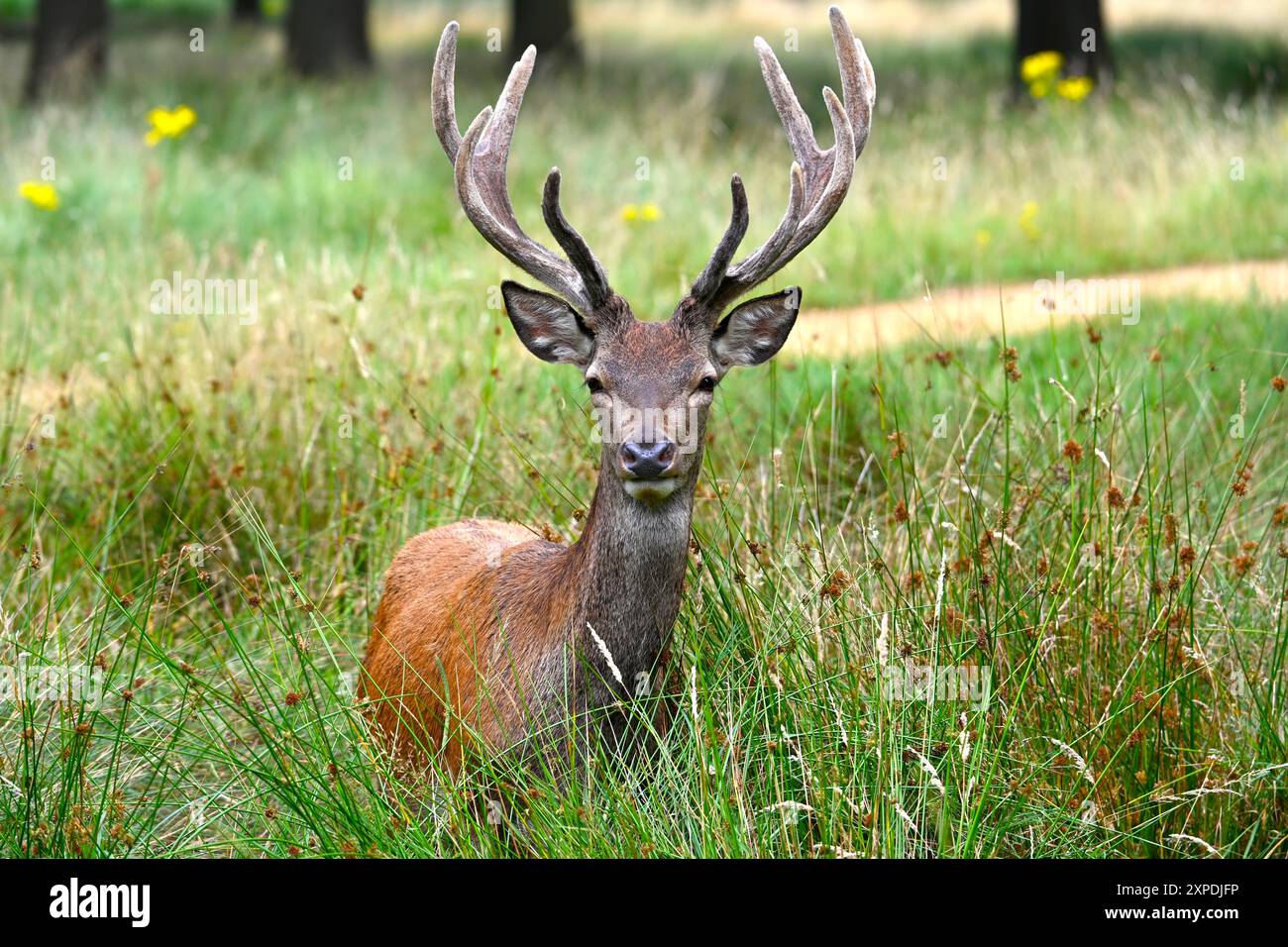 Wunderschöner Hirsch im Richmond Park London Stockfoto