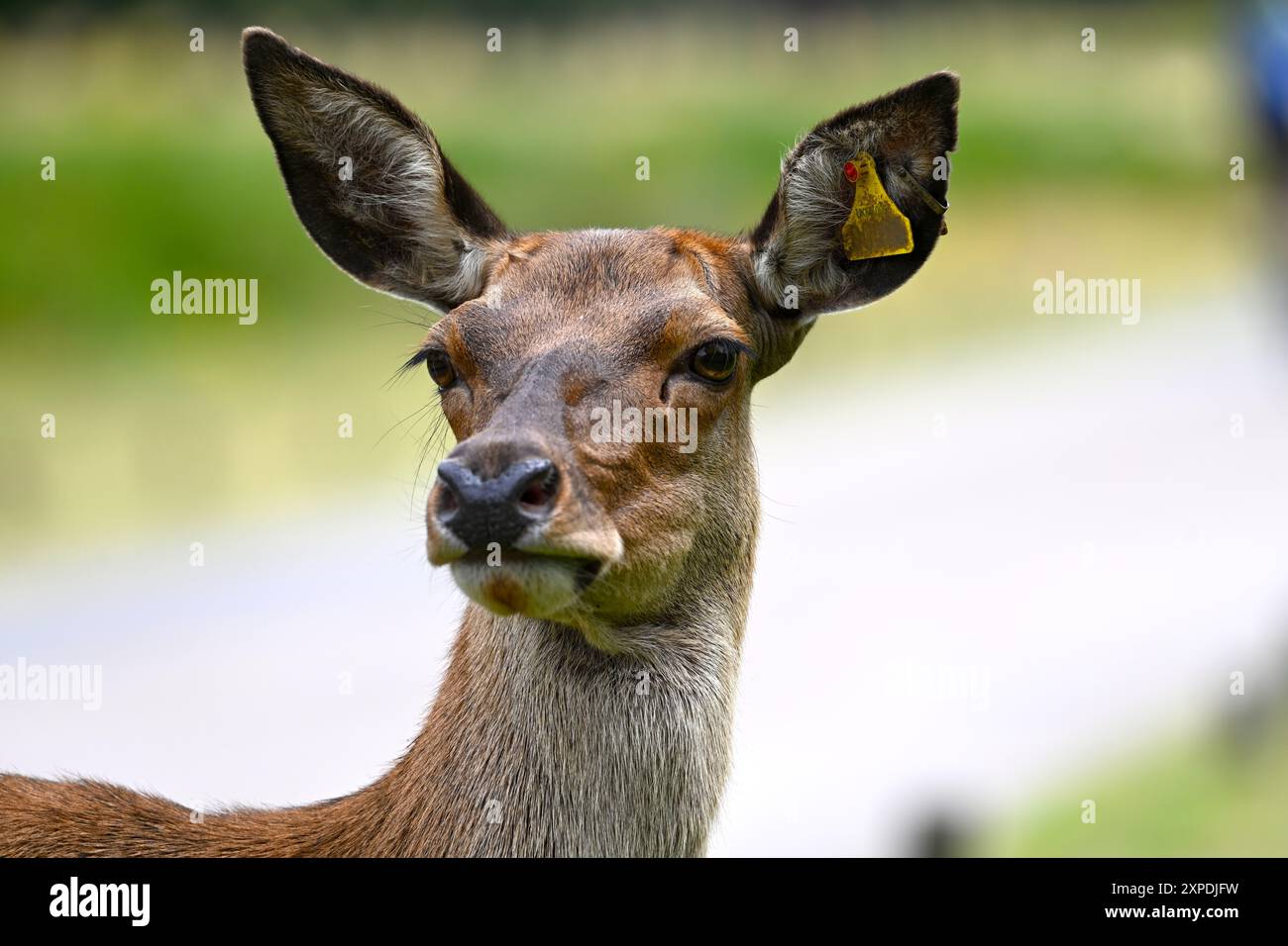 Wunderschöner Hirsch im Richmond Park London Stockfoto