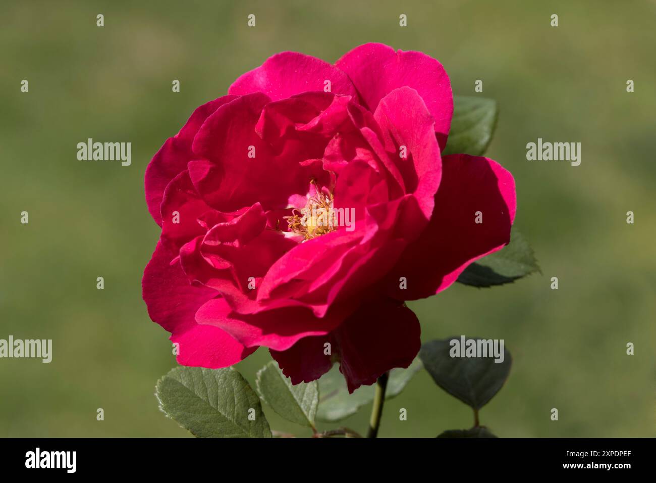 Paul's Scarlet Climbing Red Rose Stockfoto