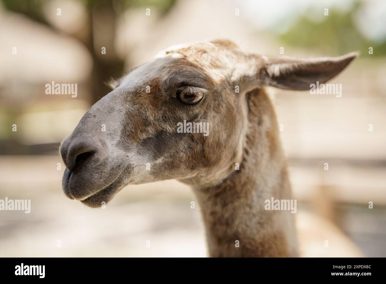 Lamaporträt. Unscharfer Hintergrund Bokeh Stockfoto