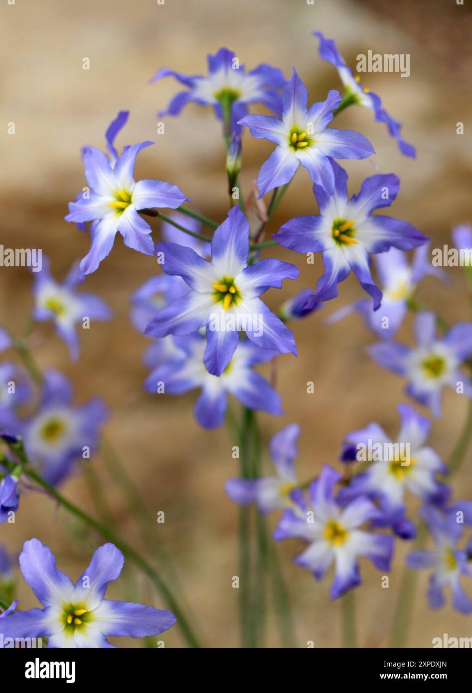 Sonnenschein, Leucocoryne ixioides, Amaryllidaceae. Chile, Südamerika. Leucocoryne (Glory-of-the-Sun) ist eine Gattung von mehrjährigen Pflanzen. Stockfoto