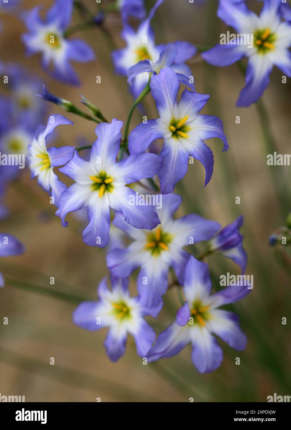 Sonnenschein, Leucocoryne ixioides, Amaryllidaceae. Chile, Südamerika. Leucocoryne (Glory-of-the-Sun) ist eine Gattung von mehrjährigen Pflanzen. Stockfoto