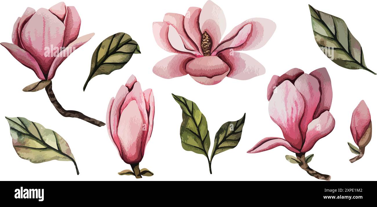 Hand gezeichnete Magnolienblume, Satz von Vektor-Aquarellillustration. blumenelement. Rosafarbene Magnolienblüten verschiedener Formen. Abbildung für Stock Vektor
