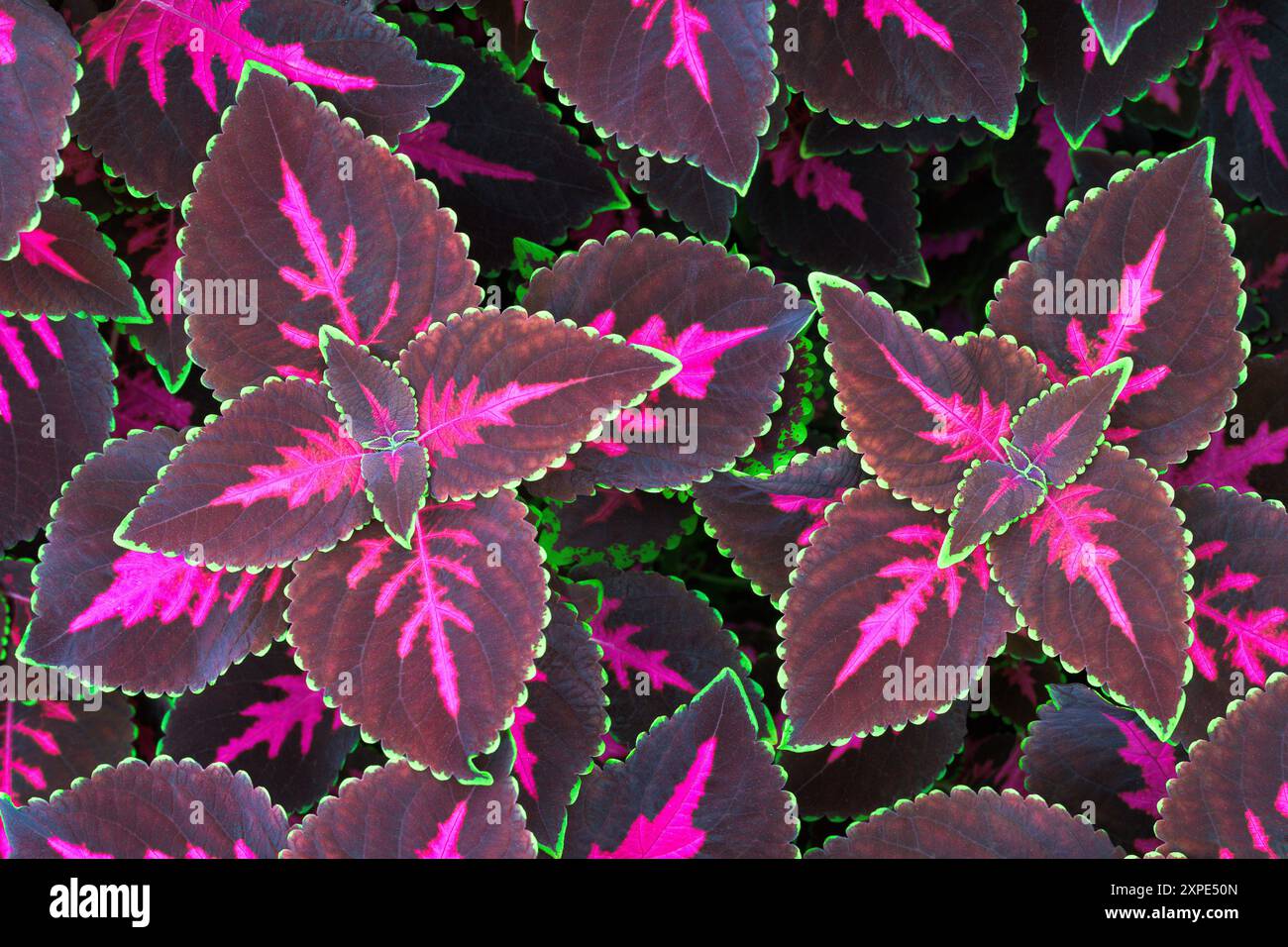 Ein Haufen farbenfroher violetter und grüner coleus-Pflanzen Stockfoto