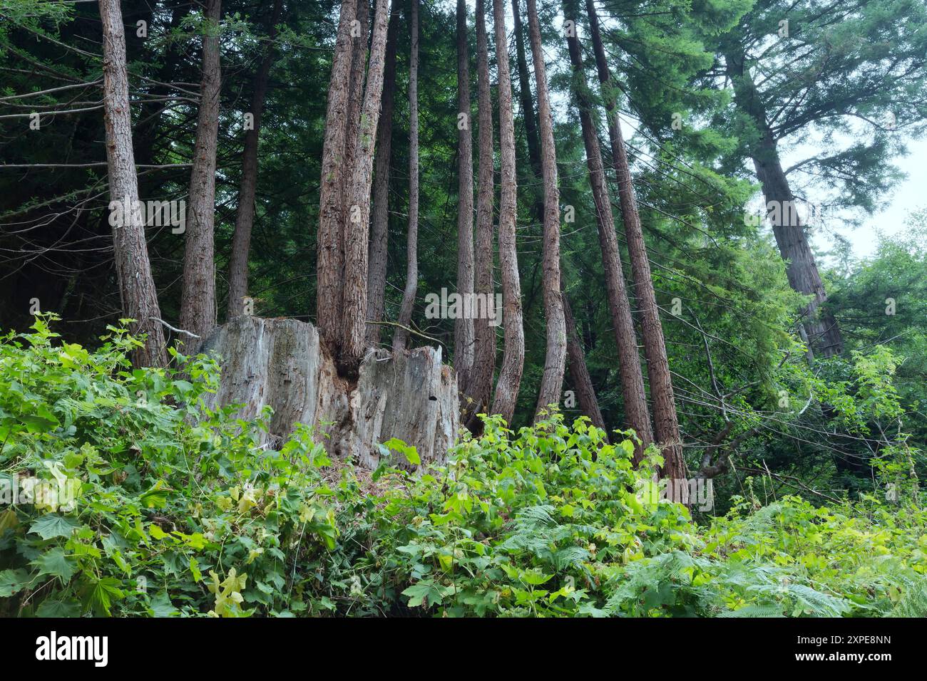 Redwood Stump, reife Sprossen, (Elternbaum), wächst aus Stumpwurzeln, Sequoia sempervirens, Redwood National & State Parks, Kalifornien. Stockfoto