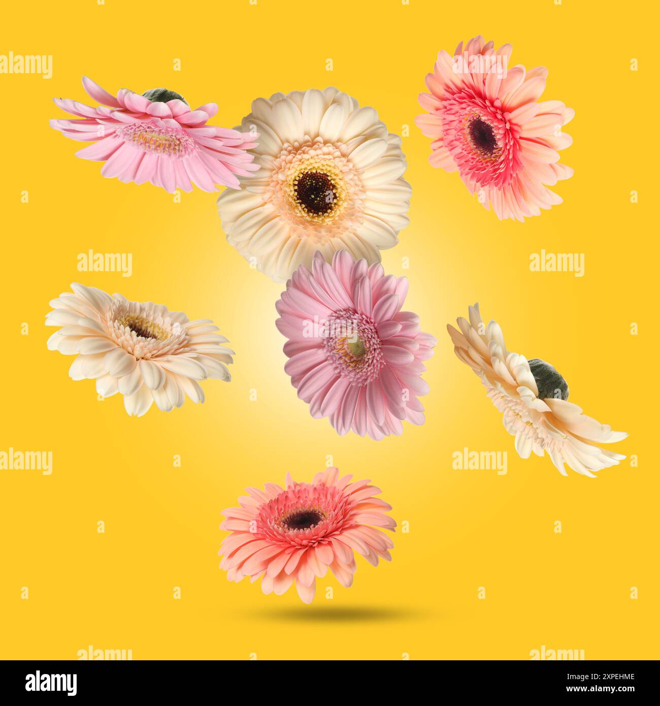 Bunte Gerbera-Blüten in der Luft auf goldenem Hintergrund Stockfoto