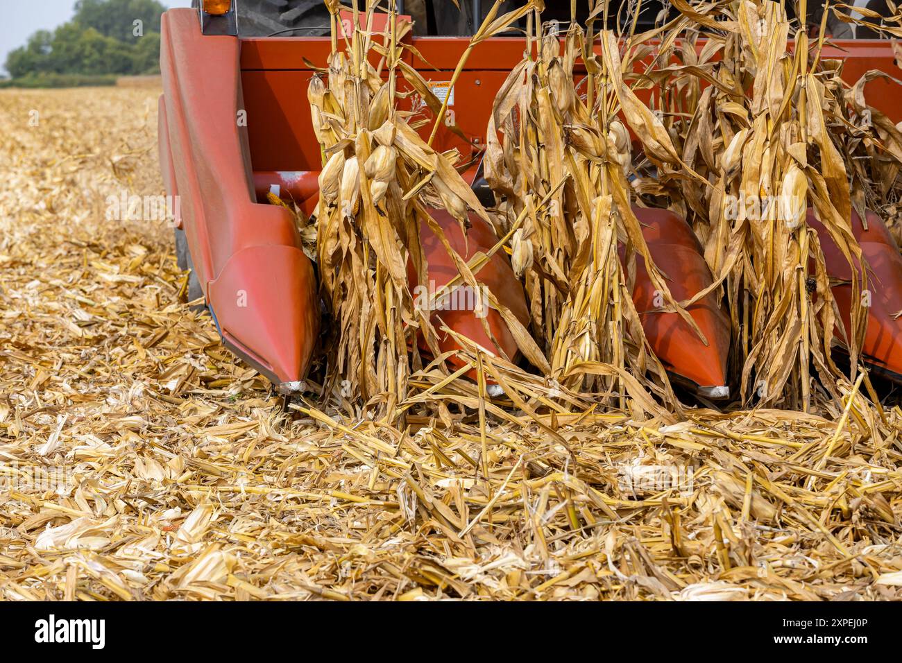Mähdrescher, der während der Erntesaison Mais auf dem Maisfeld sammelt. Landwirtschaft, Ernte, Agrarhandel und Exportkonzept. Stockfoto