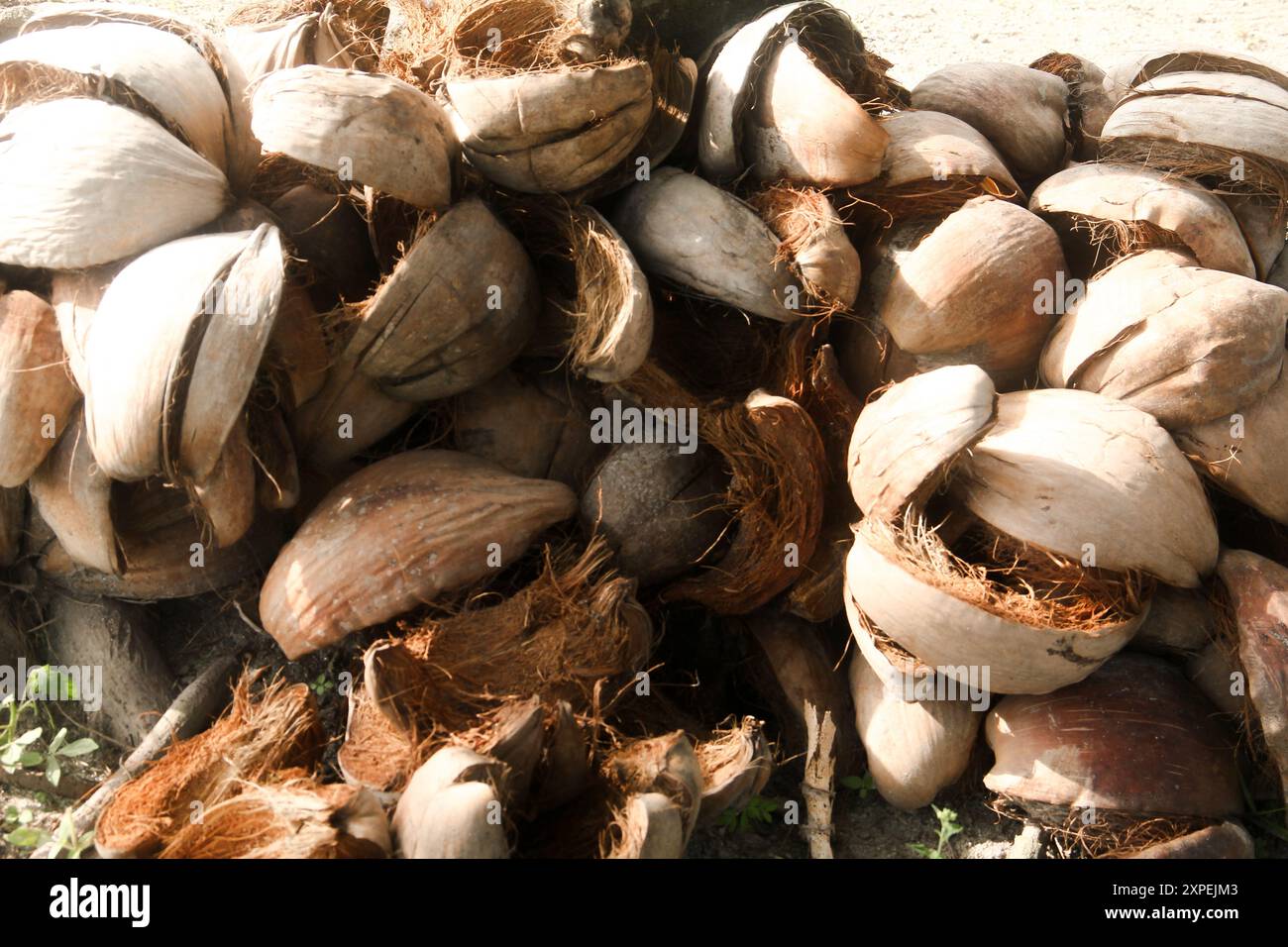 Getrocknete Kokosfasern, die als Rohstoff für Handwerk oder Kokotorf für die Bodenfruchtbarkeit verwendet werden können Stockfoto