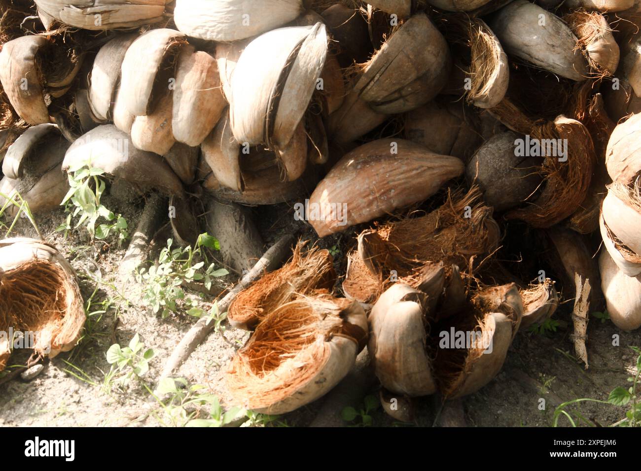 Getrocknete Kokosfasern, die als Rohstoff für Handwerk oder Kokotorf für die Bodenfruchtbarkeit verwendet werden können Stockfoto