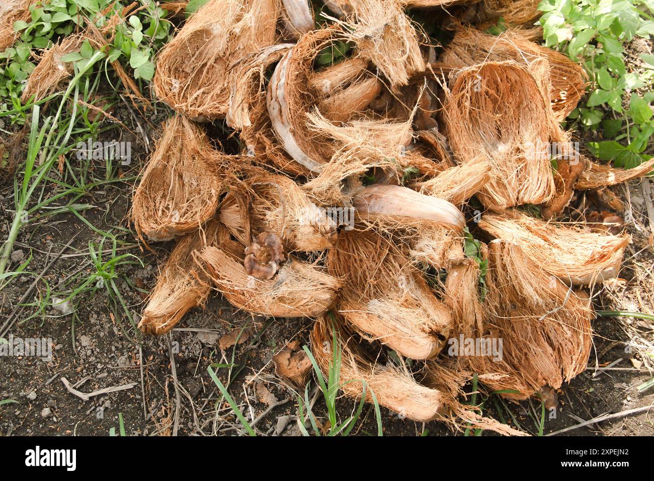 Getrocknete Kokosfasern, die als Rohstoff für Handwerk oder Kokotorf für die Bodenfruchtbarkeit verwendet werden können Stockfoto