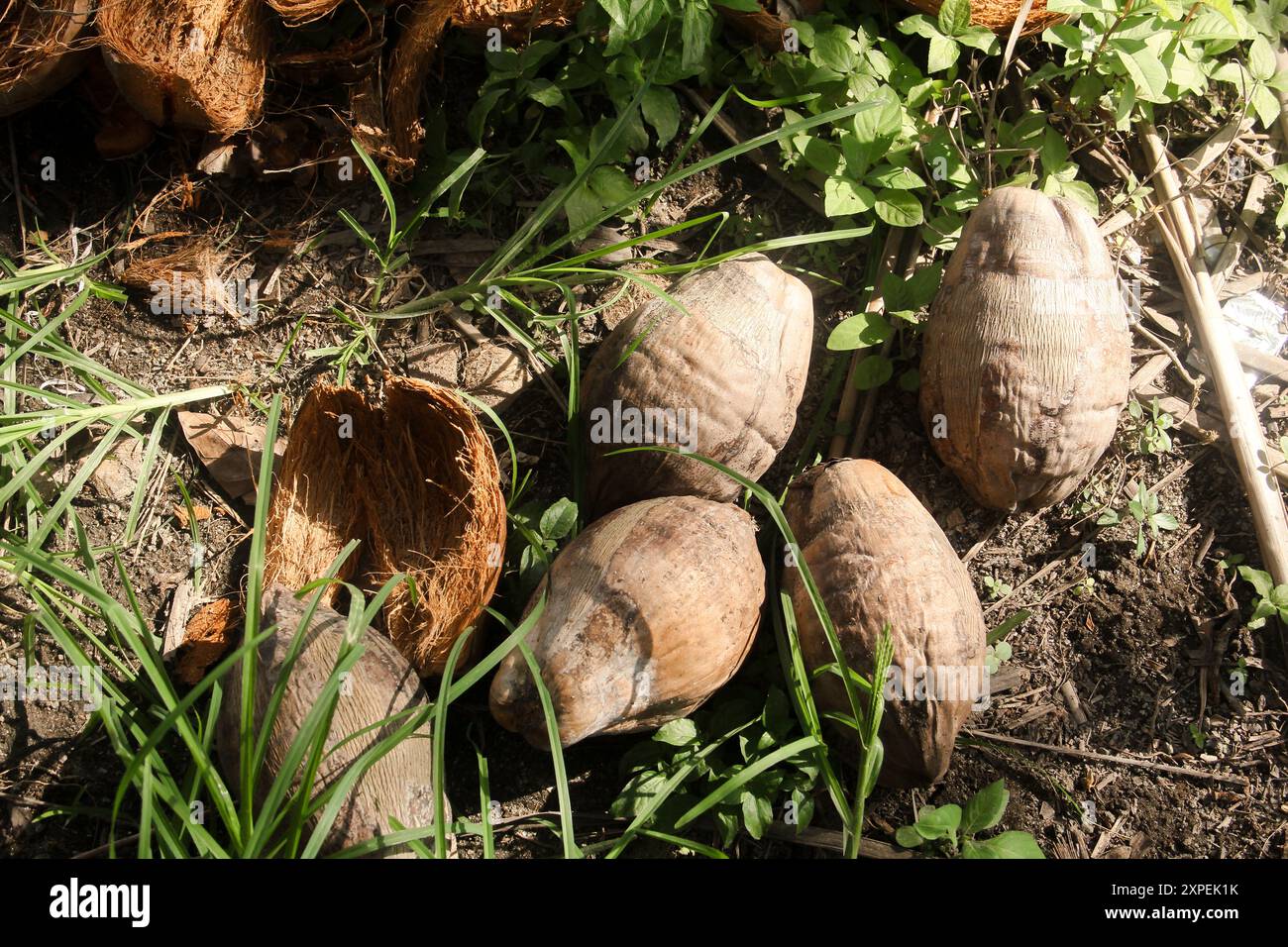 Getrocknete Kokosfasern, die als Rohstoff für Handwerk oder Kokotorf für die Bodenfruchtbarkeit verwendet werden können Stockfoto
