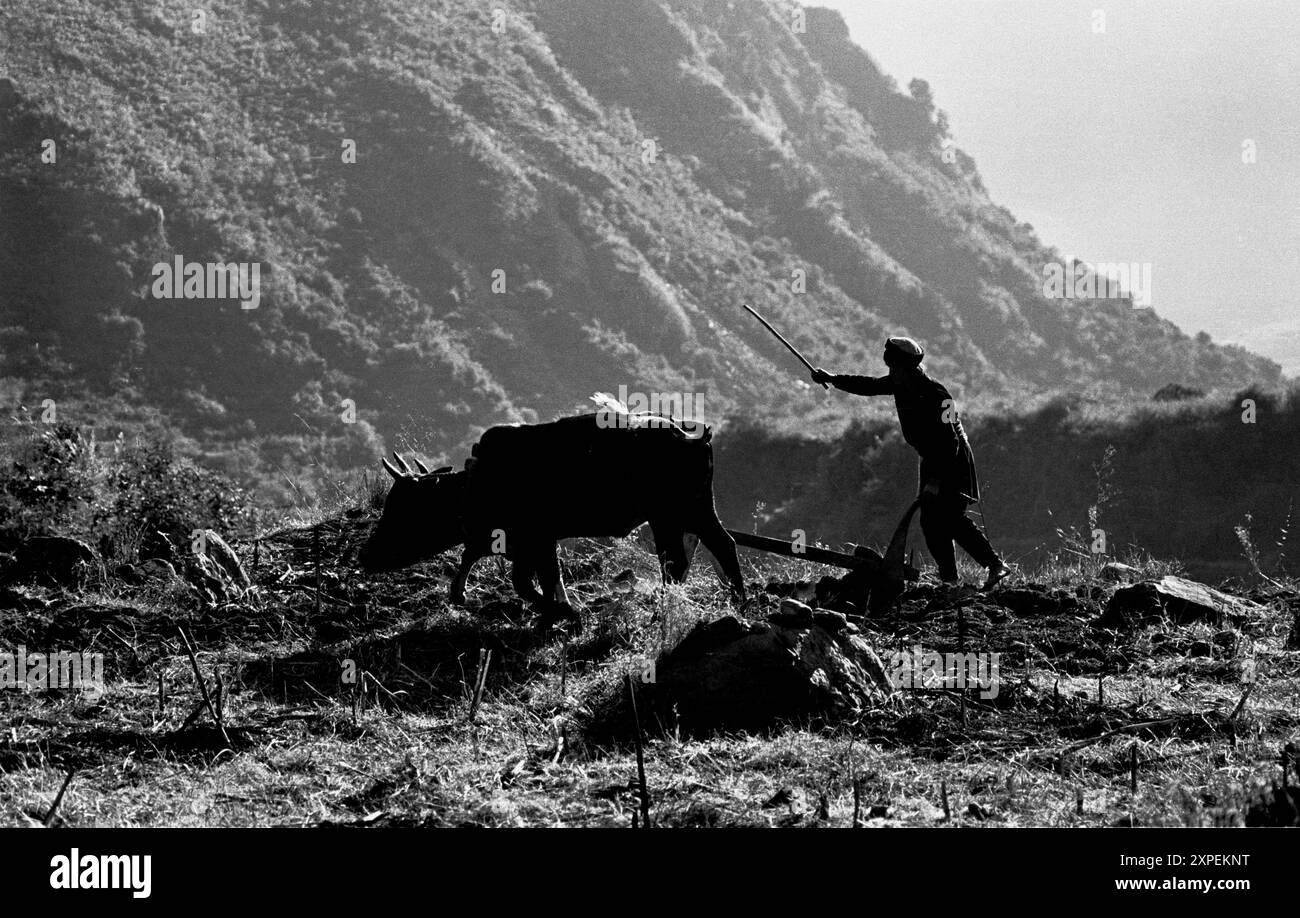 Ein Bauer pflügt ein Feld mit Kuhkraft in den mittleren Hügeln Nepals Stockfoto