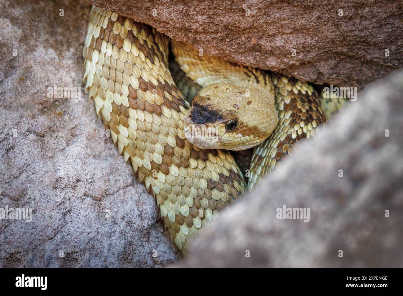 Westliche Schwarzschwanzschlange, Santa Cruz County, Arizona, USA. Stockfoto