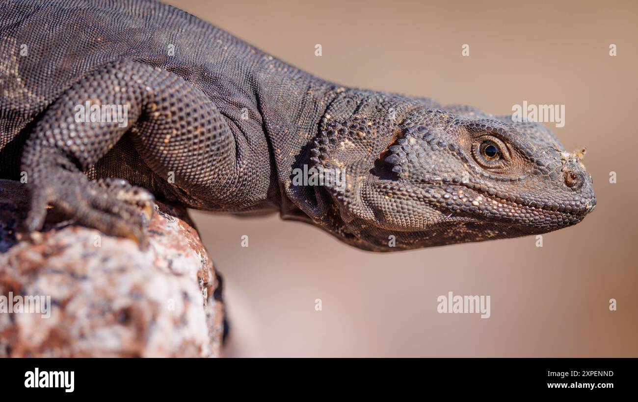 Common Chuckwalla, Sonoran Desert National Monument, Arizona, USA. Stockfoto