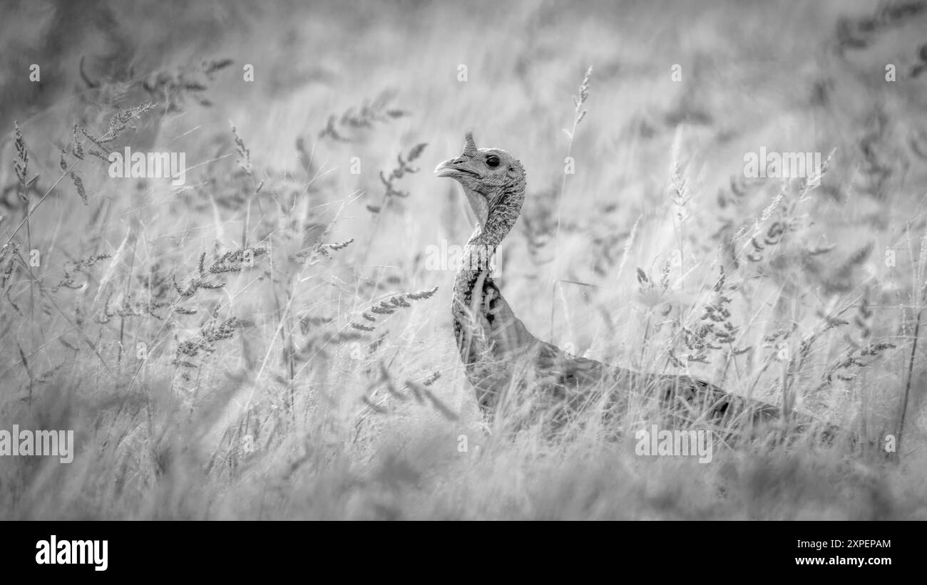 Rio Grande Wild Turkey, Bosque del Apache National Wildlife Refuge, New Mexico, USA. Stockfoto