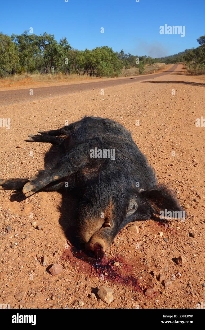 Roadkill Wildschwein, Gulf Development Road, in der Nähe von Mt Surprise, Outback Queensland, Australien Stockfoto