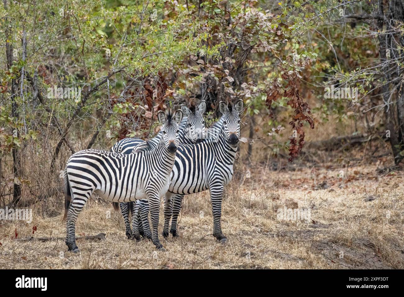Gruppe von drei Crawshay-Zebras (Equus quagga crawshayi) in einem Reifen Mopane-Wald im North Luangwa National Park Stockfoto