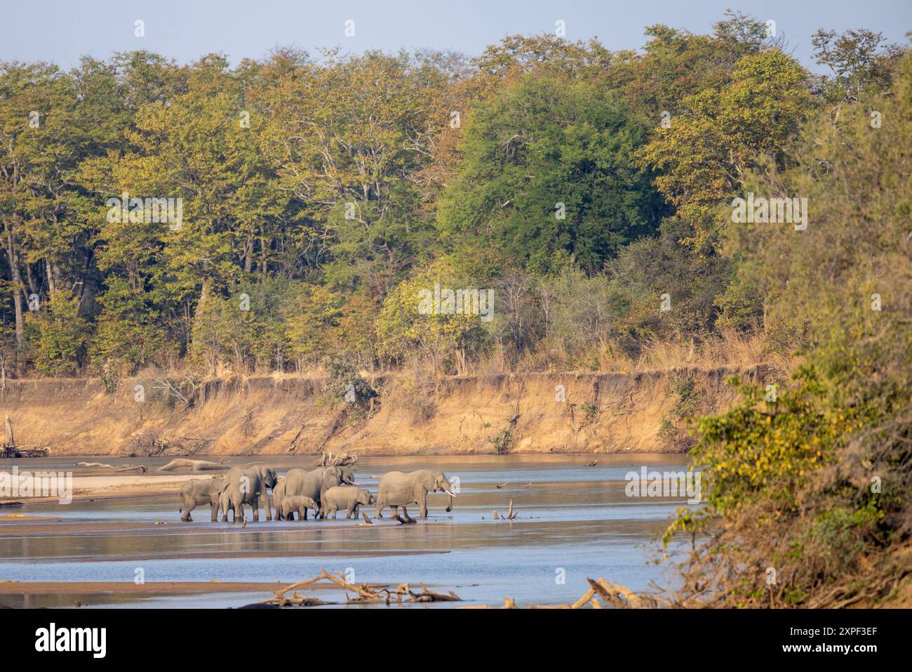Herde afrikanischer Elefanten, die den Luangwa River im North Luangwa National Park überqueren Stockfoto