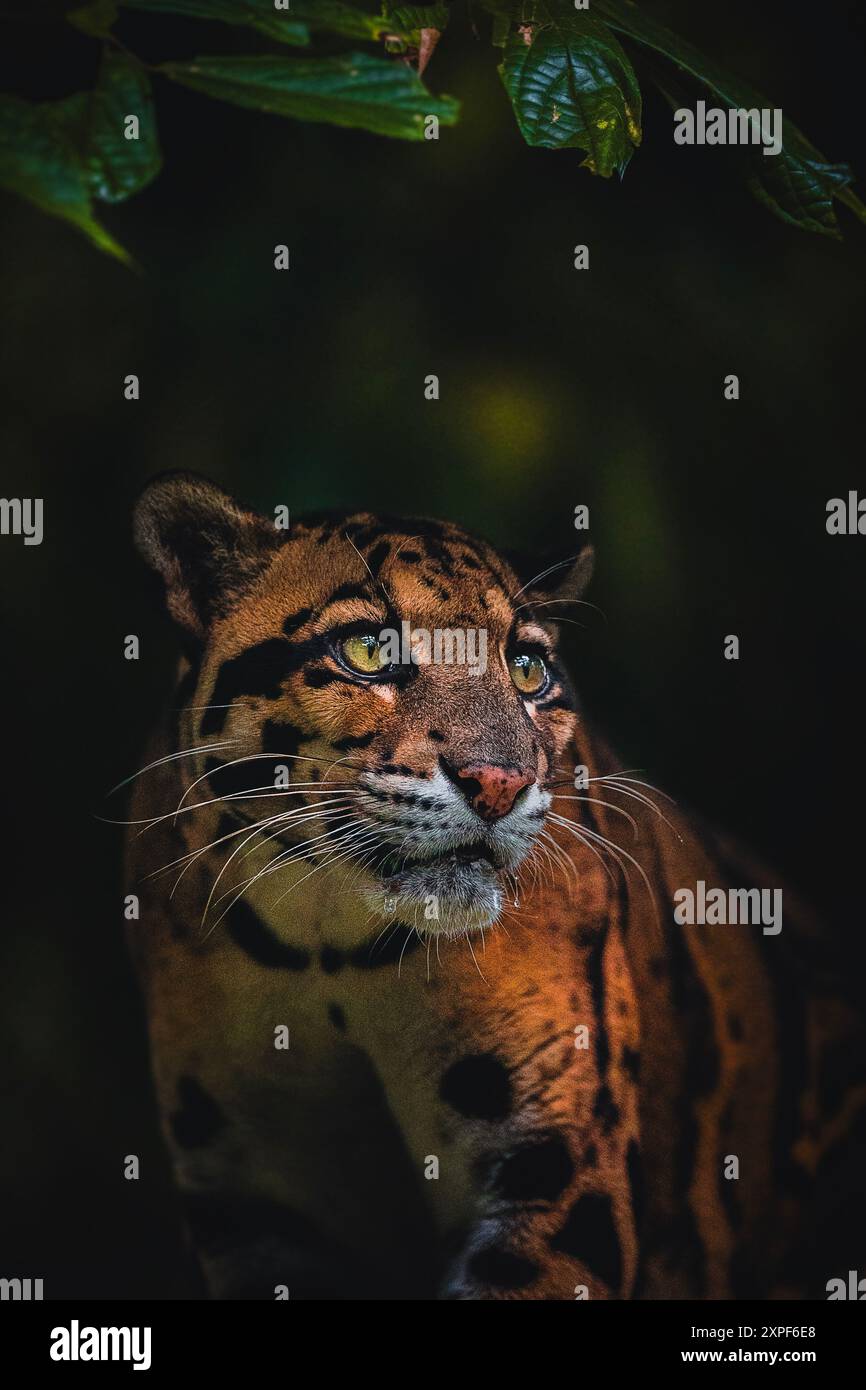 Porträt eines wolkigen Leoparden Stockfoto