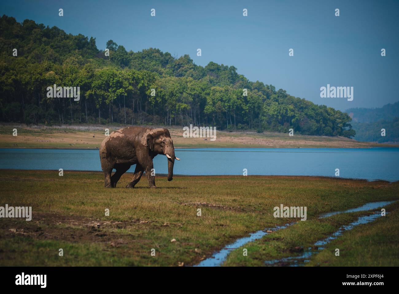 Männlicher indianischer Elefant, der an einem Wasserkörper vorbeiläuft Stockfoto