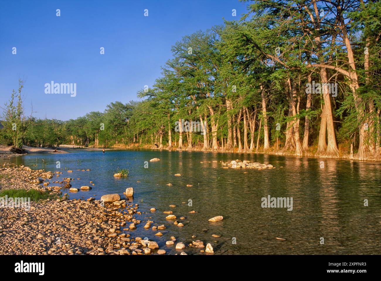 Frio River, kahlköpfige Zypressen, Garner State Park, am späten Nachmittag, in Hill Country, Texas, USA Stockfoto