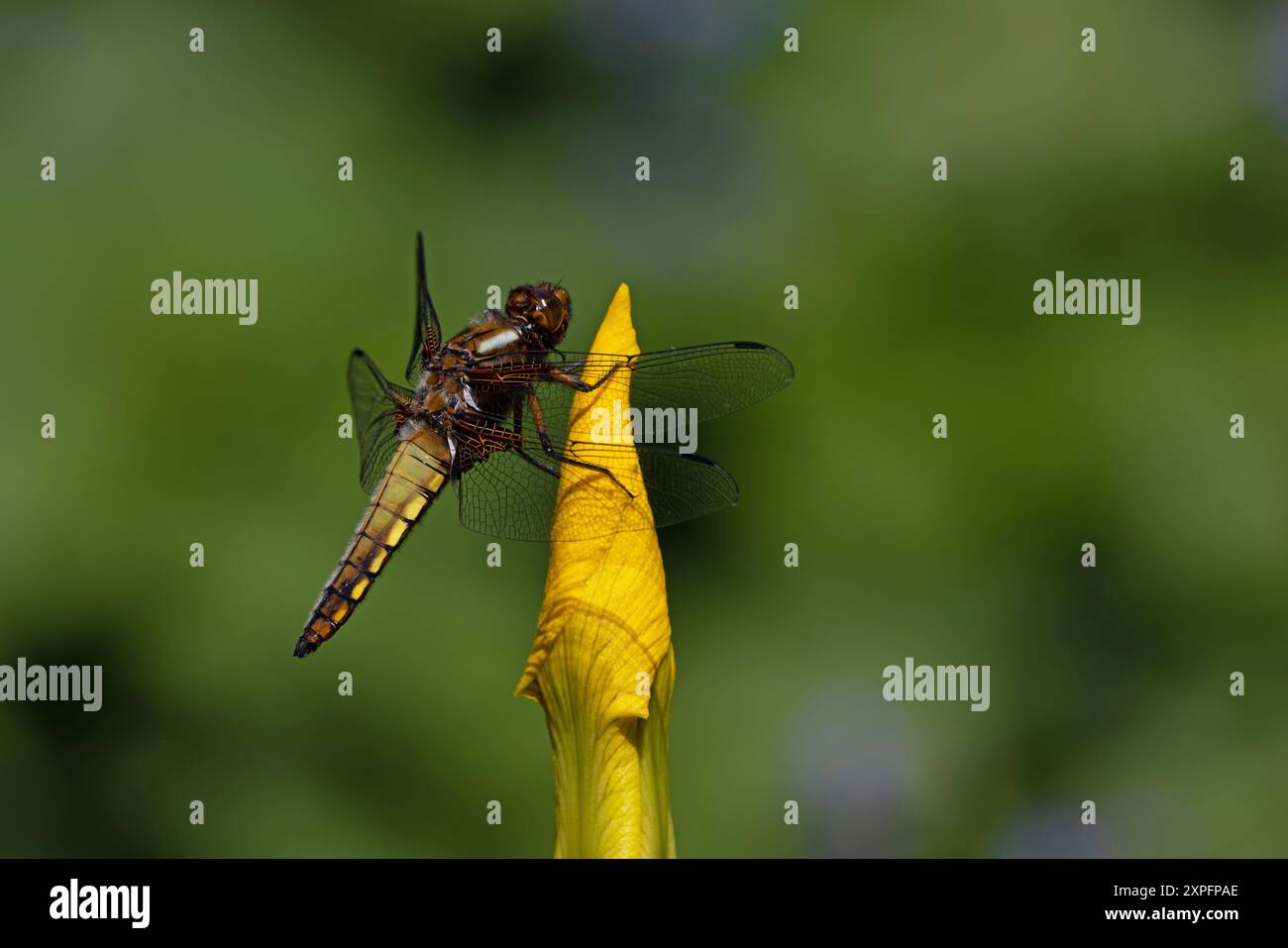 Großbody Chaser (Libellula depress) auf der Gelben Flagge Iris (Iris Pseudacorus) Norwich Mai 2024 Stockfoto