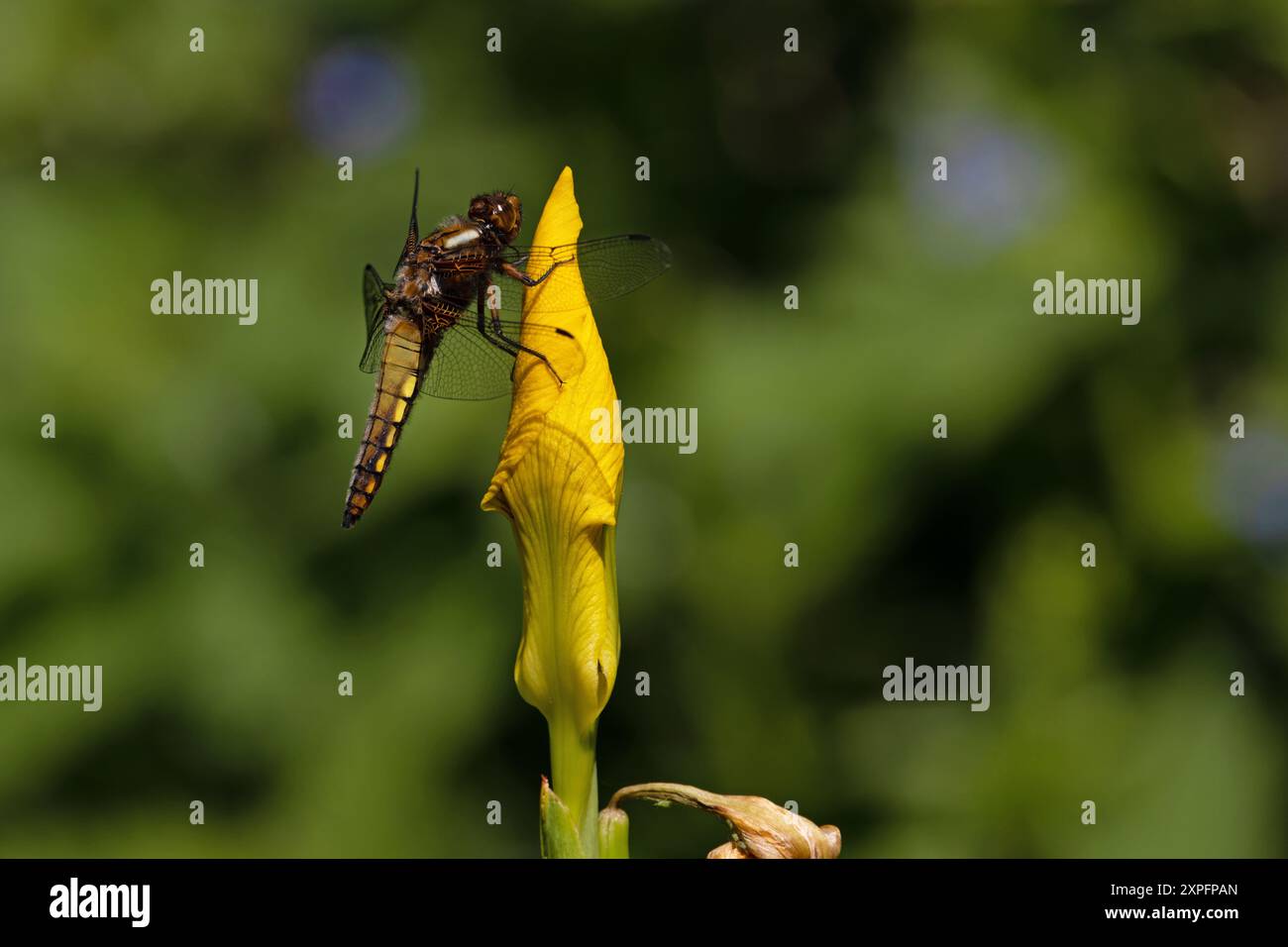 Großbody Chaser (Libellula depress) auf der Gelben Flagge Iris (Iris Pseudacorus) Norwich Mai 2024 Stockfoto
