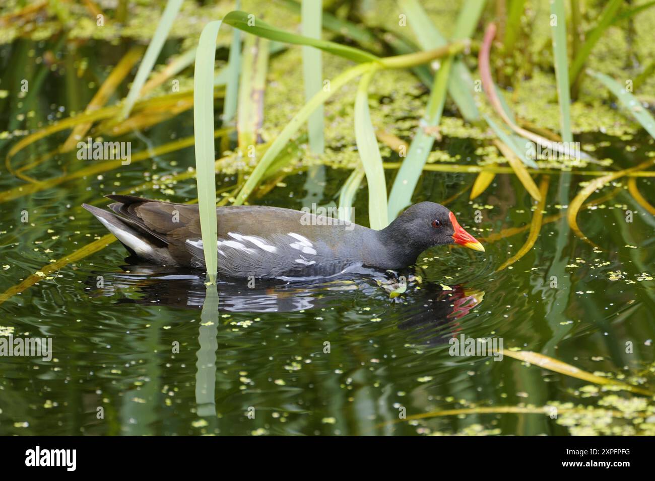 Moorhen im Sommer Stockfoto