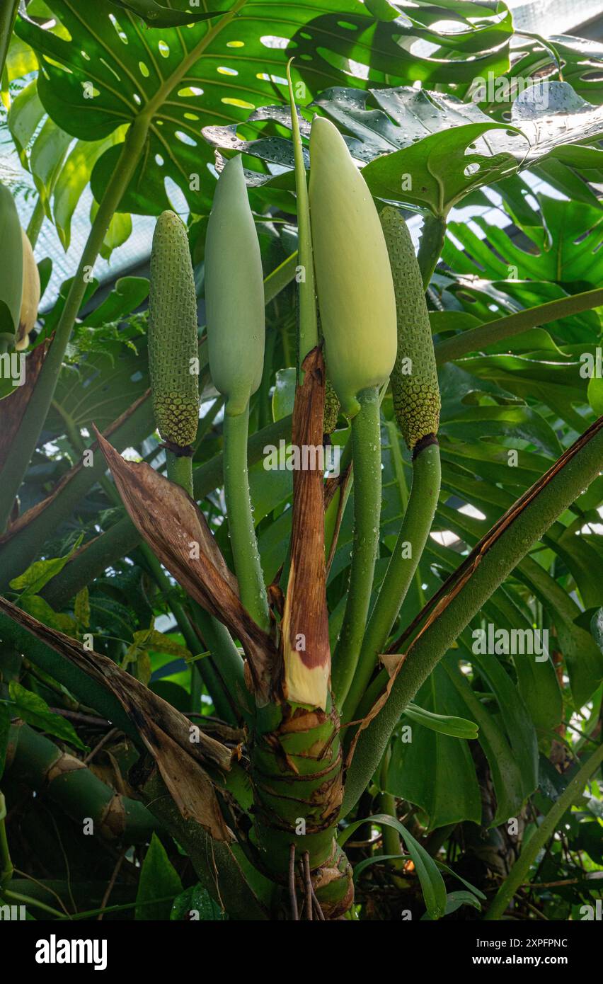 Monstera deliciosa (Monsterfrucht) - exotische grne Frchte  Stockfotografie - Alamy