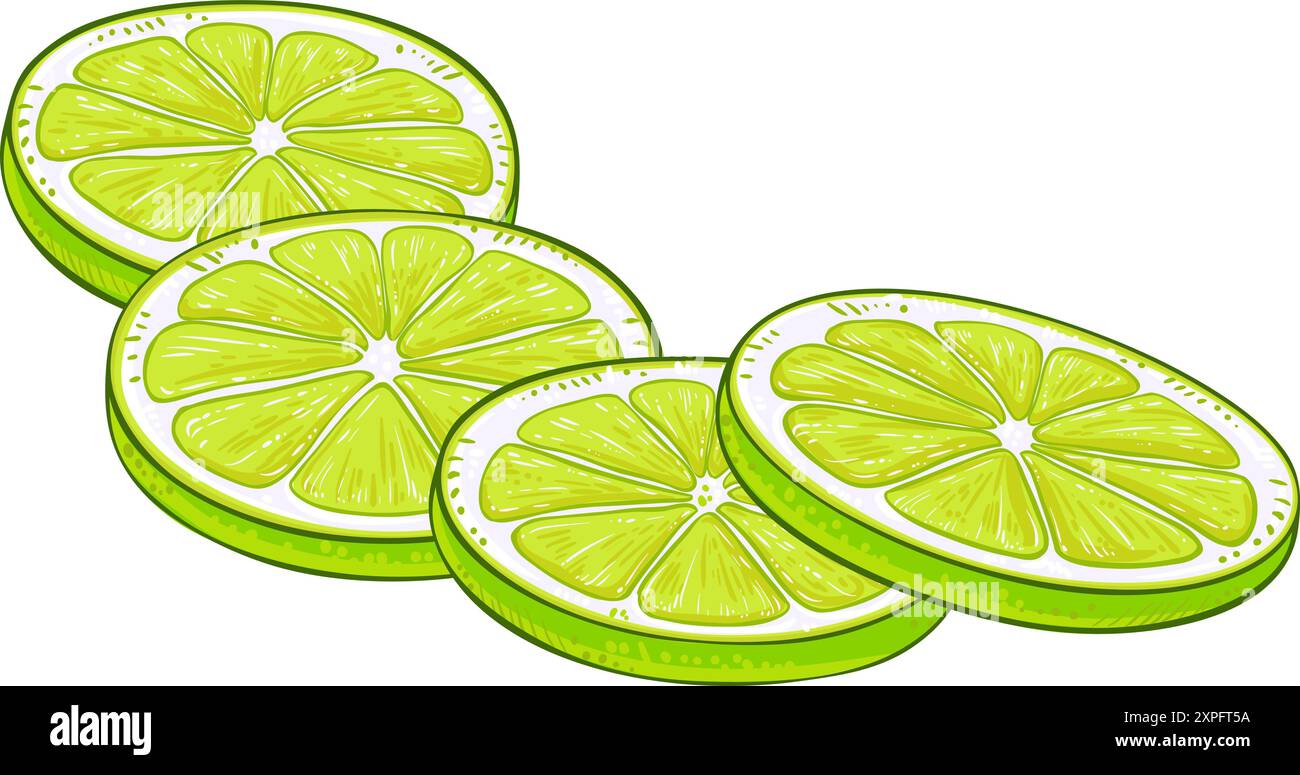 Detaillierte Illustration In Limettenfrucht Stock Vektor