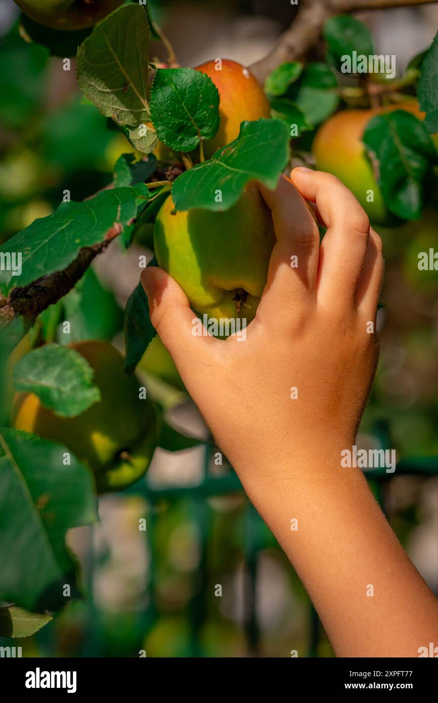 Die Hand eines Kindes pflückt einen Apfel aus einem Baumzweig. Stockfoto
