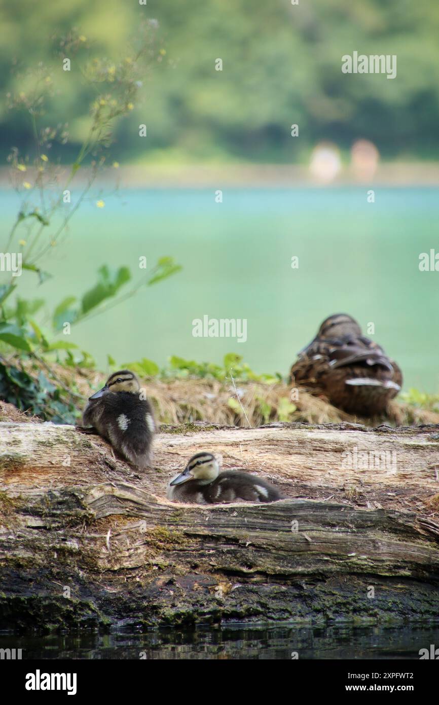 A Enten sind auf umgestürzten Bäumen am See Bled. Thera sind zwei Baby-Enten Stockfoto