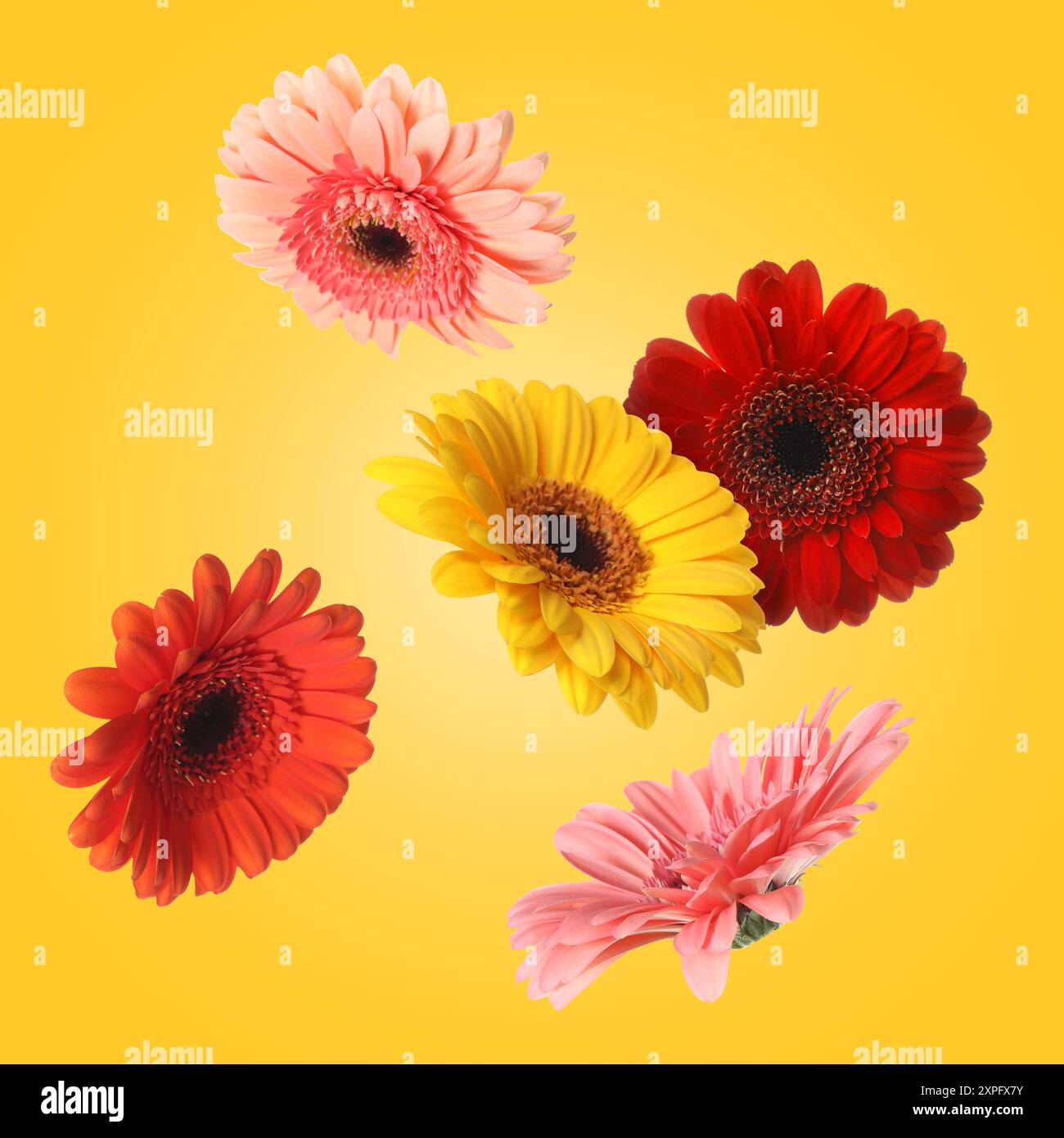 Bunte Gerbera-Blüten in der Luft auf goldenem Hintergrund Stockfoto