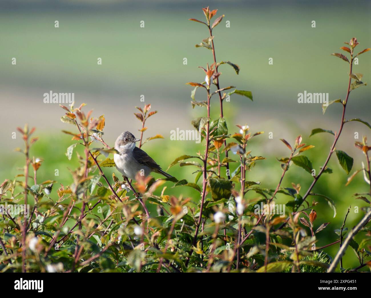 Whitethroat auf einer Zweigstelle - Cornwall, Großbritannien Stockfoto