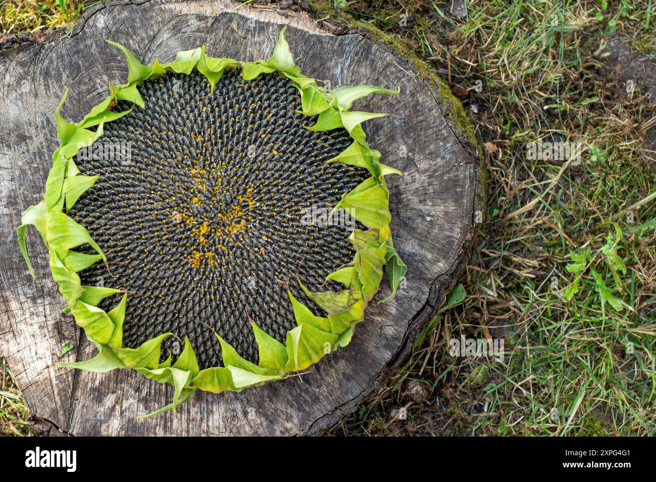 Draufsicht des reifen Sonnenblumenkopfes mit Textabstand Stockfoto