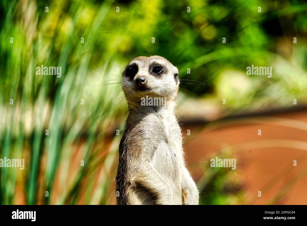 Nahaufnahme eines braun gestreiften Meerkats, der neben grünen Pflanzen sitzt Stockfoto
