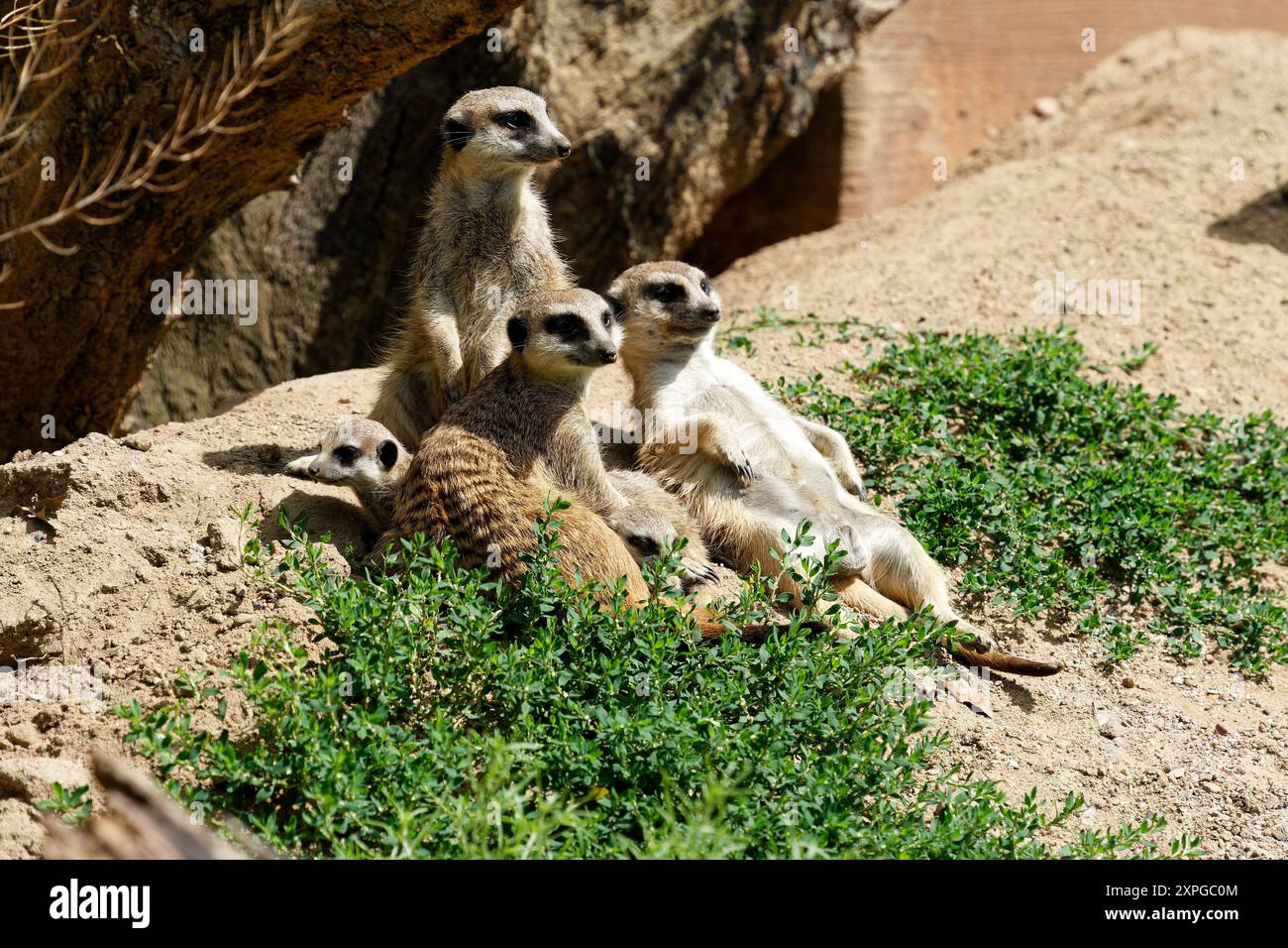 Nahaufnahme einer Gruppe von drei braun gestreiften Meerkats, die neben einem Felsen sitzen Stockfoto