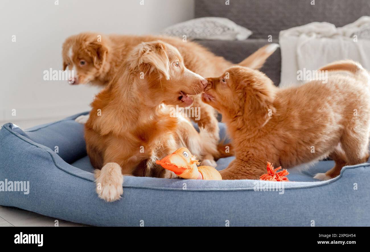 Toller Hund mit Welpen und Bright Toy Duck in Blue Bed ist Ein Nova Scotia Duck Tolling Retriever Stockfoto