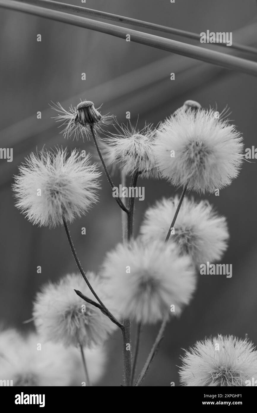 Nahaufnahme von Löwenzahnblume in Schwarz-weiß-Ton Stockfoto